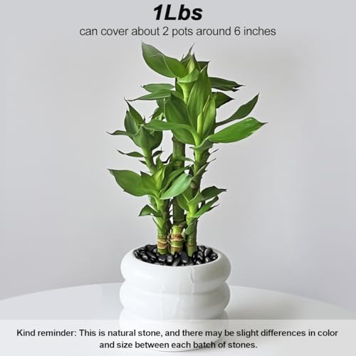 Image of Terrarium Supplies,Virekm River Rocks, Decorative Ornamental Pebbles,Garden Landscaping Stones,Gravel Filler for Home Decoration Flower Bed Fish Tank Plants Vases Succulents
