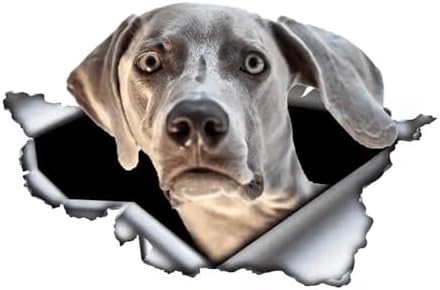 Weimaraner Hund Aufkleber, 3D Zerrissener Effekt, Wasserfester Reflektierender Auto-Aufkleber für Auto, Laptop, Kühlschrank, Stoßstange, Fenster (25cm/9.8 Inch)