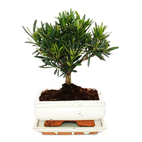 Exotenherz - Bonsai Stenen rasp - Podocarpus macrophyllus - ca. 6 jaar - bolvorm - Afbeelding 3