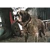 Cujo (4KUHD)