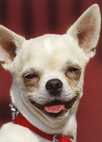 Designer Greetings Dog with Devious Smile Funny/Humorous Birthday Card