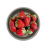 ZUREGO Plate - Dinner Plates Round Salad Plates - 5.51 Inch Outdoor Camping Tableware Ultralight Fru