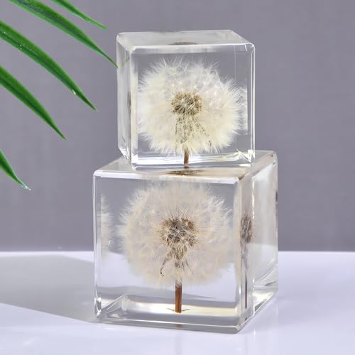 Image of Dandelion Taxidermy, Real Plant Flower Specimen in Resin Preserved, Clear for Closer-Look & Study, Science Educational Classroom Specimens, Novelty Crafts Decor Ornament, Amazing Gift (M and L Cubes)