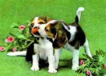 3D Lenticular Postcard-Affectionate Dogs