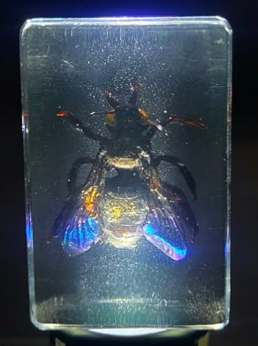 Image of 44mm Real Carpenter Bamboo Bee in Clear Lucite Resin Specimen Preserved Insect Taxidermy Crafts Collection for Biology Science Education & Desk Ornament Display Supplies Decor