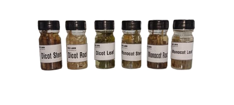 Dicot & Monocot (Stem, Root, Leaf) Working Bottles 15ml Set Of 6 Pcs Brand OM Labs-image-3