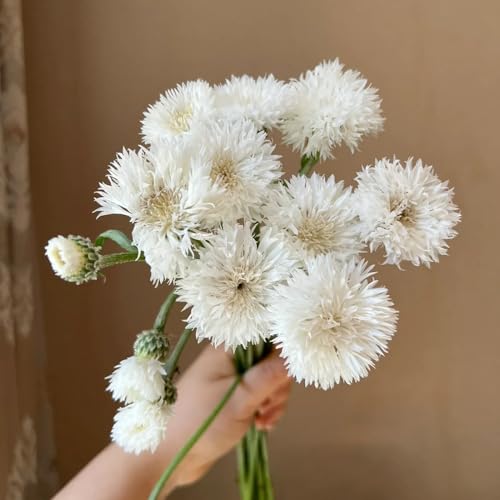 Semi di fiordaliso, perenni, resistenti decorazione rara vecchie varietà giardino 420pcs