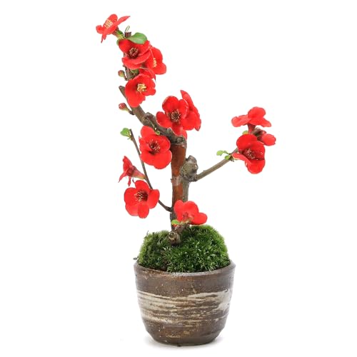 ycharmziR쑐jۖ~ {Pi؉Zji\L LvqĐAؔiіځjiPj