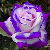 Winterhart Mehrjährig Lebende Pflanzen,Duft,Lange Blütezeit,Exotisch,Geschenk Rosen Pflanzen, Natürlich,Rosenpflanze,Rosen Pflanzen Winterhartes,Vielfalt, Winterhart-2 Pflanzen-B
