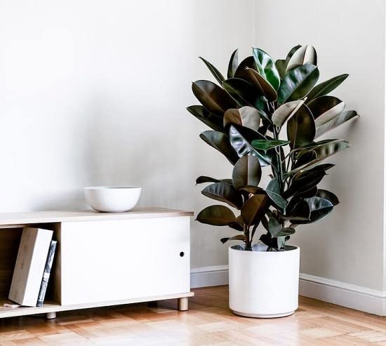 Cloud Farm Live Rubber Plant/Black Prince Rubber Plant for Indoor Home Decoration & Air Purification CF_09 (B0BFDT2T9C) Amazon Price History, Amazon Price Tracker