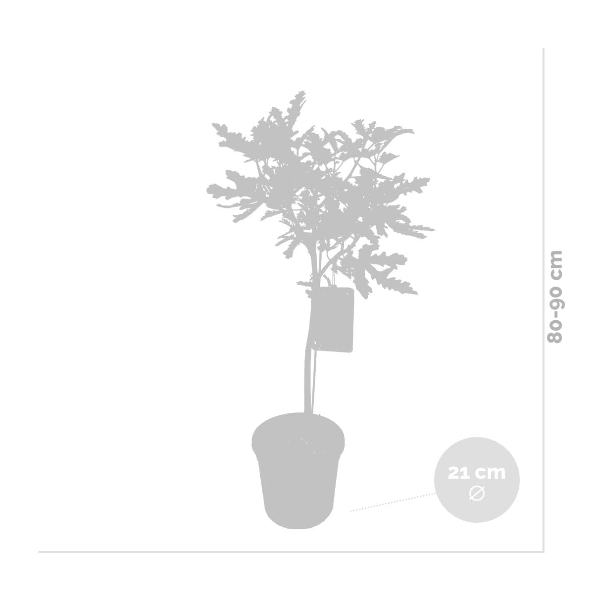 Bloomique Ficus Carica ‘Brown Turkey’ Figuier Arbre fruitier Rustique Hauteur 80-100 cm Pot 21 cm