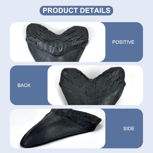 Image of Carcharodon Megalodon Giant Shark Tooth with Serrations,Suitable for Museums, Schools, Home Collections 5.5 inch (Black)