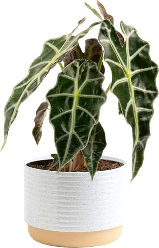 Costa Farms Alocasia Polly Live Plant | 12-Inches Tall Houseplant | Potted in 6-Inch Minimal Decor Plant Pot, Potting Soil, Office, Room and Home Decor