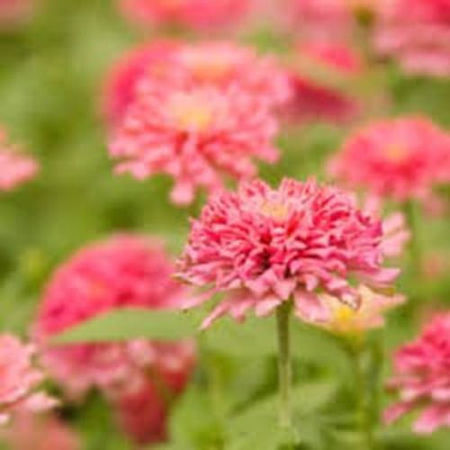 Pink Short Stuff Zinnia Flower Pack-image-46