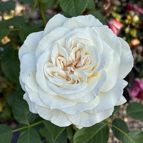 Rose Weiß – Pflanze – Winterharter, mehrjähriger Strauch, niederländische Qualität für Garten, Rabatten & Schnittblumen – 2 Pflanzen – keine Samen, keine Zwiebeln und nicht künstlich