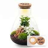 urbanjngl - Vatertags-Terrarium Sam + personalisierter gravierter Korken mit Beleuchtung - Flaschengarten DIY Set - Ø 24,5 cm ↑ 30 cm