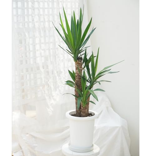 ユッカ 観葉植物 ユッカ カラーガード 【観葉植物 7号／1個売り】｜ 【植物の