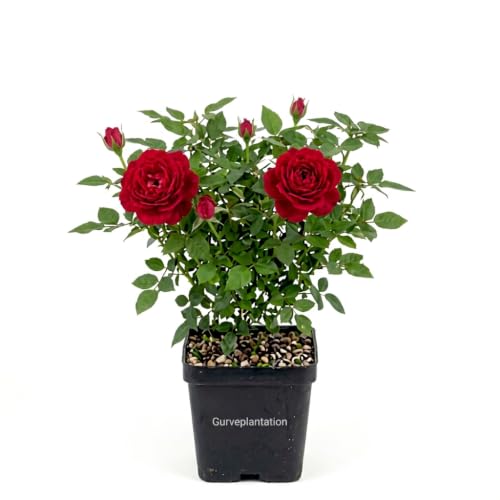 Image of Gurveplantationi Rose Plant (Desi Hybrid Variety) - Live Flowering Plant for Home & Garden Decoration Rose Flower plant live with Plastic Pot (Red)