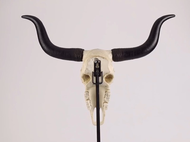 Amazon.com: Veronese Design 14 Inch Long Horn Animal Skull Resin