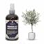 Olive Tree