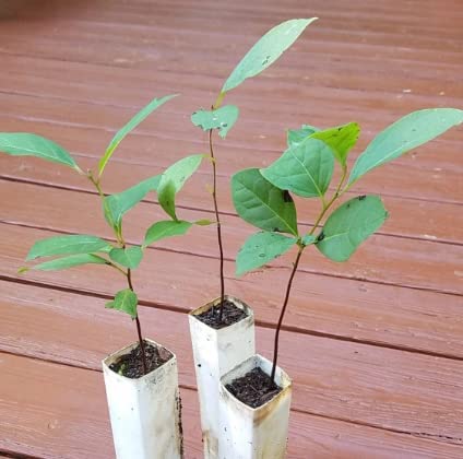 American Persimmon Tree - 6-12" Tall - 4" Pot - Live Plant - Diospyros Virginiana #TOP1