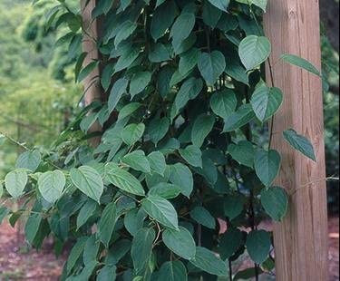 3 Hardy Kiwi Plants- 2 Female Ananasnaya, And One Male Pollinater--All In 4 Inch Cups/ Kiwi Aruguta. Awesome Starter Plants! #TOP2