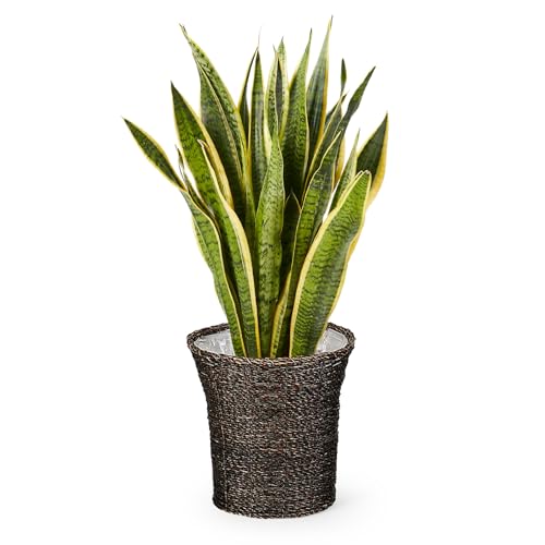 bloomee(ブルーミー) サンスベリア 7号サイズ 観葉植物 (オリエンタルかご付) 本物 大型 室内用 鉢 (金運アップ 空気浄化 風水) おしゃれ インテリア 大きい (ギフト プレゼント お祝い) 初心者でも育てやすい