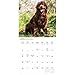 Carousel Calendars, Newfoundlands 2026 Wall Calendar, 12'' X 12'', 16-Month Calendar with Stapled Binding