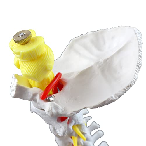 Image of Parco Scientific PB00052 Cervical Spine with Nerves & Arteries Life-Size, Articulated, 7 Cervical Vertebrae, Intervertebral Discs, Occipital Bone, Spinal Cord, Paired Spinal Nerves & Vertebra