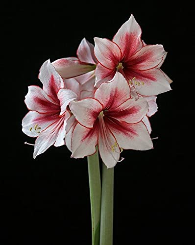 Ritz Farming Imported Veriety Amaryllis lily Mixed Colour flower bulbs colour Exotic Beautiful flower bulbs all season for home gardening (Pack of 2 Flower Bulbs) (B09C5D6VS4) Amazon Price History, Amazon Price Tracker