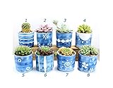 Contenido D: azul 1 y azul 2. Incluye: azul 3 y azul 4. Incluye: azul 5 y azul 6. Paquete G: azul 7 y azul 8.