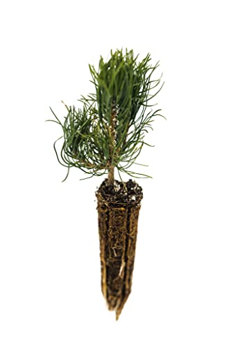 Mugo Pine | Small Tree Seedling | The Jonsteen Company #TOP1