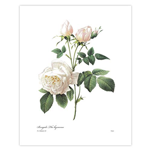White Rose Art (French Botanical Wall Decor, Flower Print) Pierre Redoute - Unframed