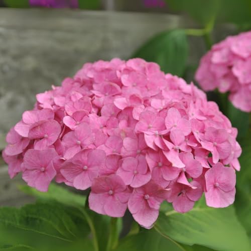 Image of M-Tech Gardens Hydrangea Flowering Plant (Pink, Hybrid) Exotic 1 Live Flowering Plant