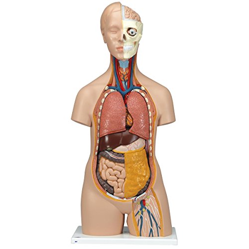 Image of 3B Scientific B09 Classic Unisex Torso 12-part - 3B Smart Anatomy