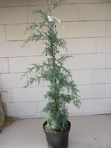 Cupressus glabra Blue Ice - Arizona Zypresse 80-100