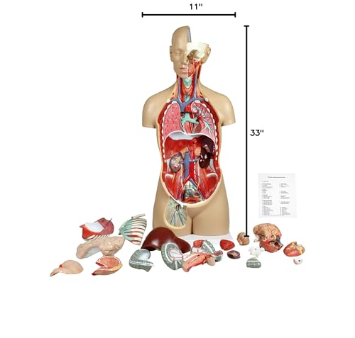 Image of Parco Scientific 17 Removable Parts Sexless Human Torso | Open Back Exposes Muscular Layers, With Instruction Manual and Zip Dust Cover, Human Torso model