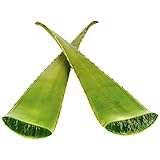 Greenhouse PCA Fresh Giant Aloe Vera Leaf (Over 24” Long). Aloe Barbadensis Burn Plant