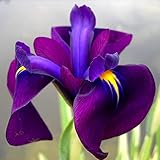 Japanese Variegated Iris, a Great Live Pond Plant for Your Water Garden. Filters The koi and Goldfish Pond. Good for Bogs, Plant Shelf or Shallow Water This marginal Aquatic is a Real Beauty