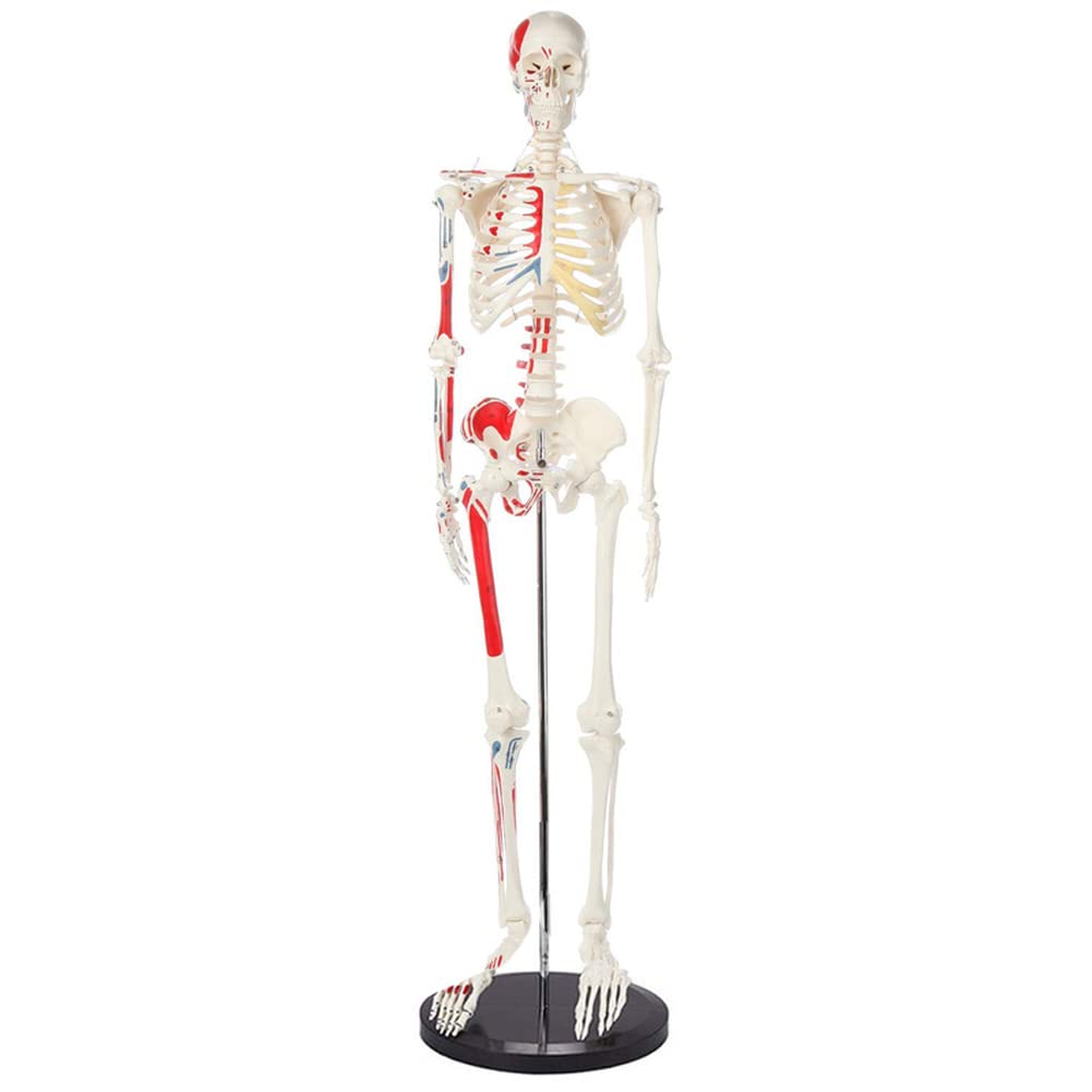 Anatomie Modell，Anatomie Modell，85 cm großes menschliches Skelettmodell, muskulöses, bemaltes anatomisches Skelett, für den Einsatz im naturwissenschaftlichen Unterricht