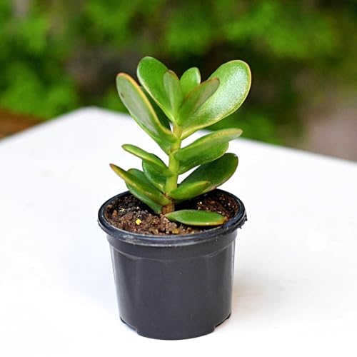 Image of Crassula Live Succulent Plant with Pot | Easy-Care Jade /Money Plant for Home & Office | Lucky Indoor Air-Purifying Plant for Table, Shelf & Decor | Fresh Healthy Plant