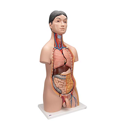 Image of 3B Scientific B32 /4 Japanese Dual-Sex Torso, - 3B Smart Anatomy
