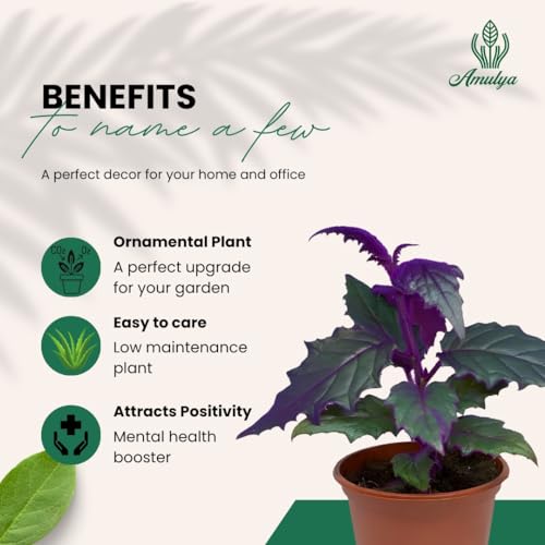 Image of Amulya FARMS & NURSERY Air Purifying Alternanthera Pink or Party Time Indoor Live Plant for Living Room, Home, Office & Desk Decor | Velvet Leaf | Small Size - Black Pot Included (Philodendron Velvet)