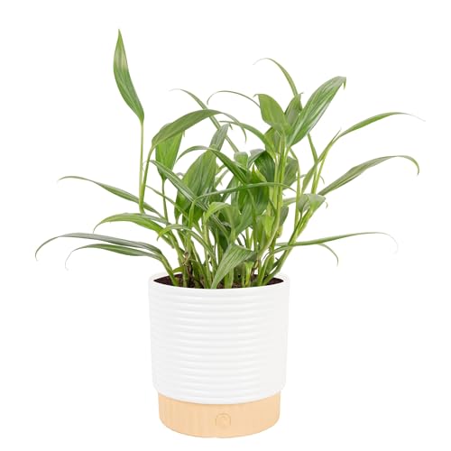 Image of Costa Farms Live Pothos Plant, Assorted Devil's Ivy in Decorative Pot, Easy to Maintain, Air Purifying Indoor Houseplant, Home, Room, or Office Decor, House Warming or Birthday Gift, 12-14 Inches Tall