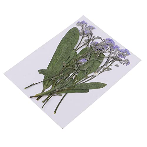 12 flores secas prensadas natural para manualidades miniatura 3