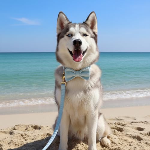 Collar personalizado para perro PETDURO en azul cielo miniatura 3