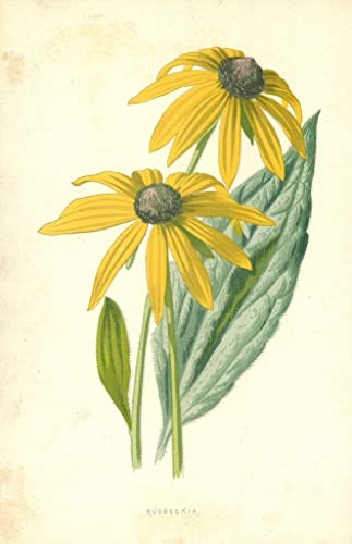 Art Tableau Rudbeckie par Frederick Hulme Impression d'art Toile 60x90cm