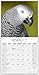 African Grey Calendar - African Grey Parrot Calendar - Parrot Calendar - Calendars 2018 - 2019 Wall Calendars - Bird Calendars - Monthly Wall Calendar by Avonside
