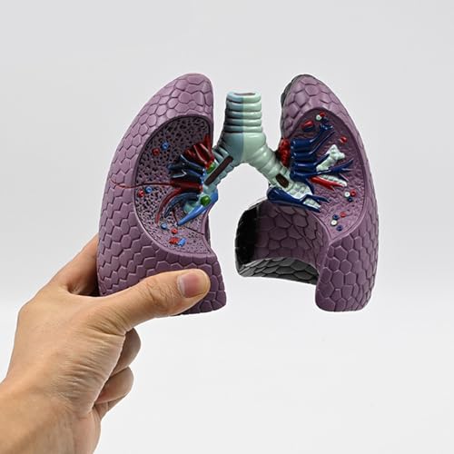 Modèle anatomique pulmonaire humain normal et pathologique pour cours médicaux - 4