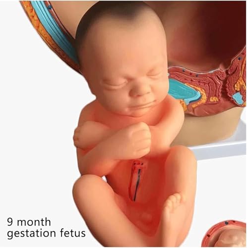 Modèle pelvis pregnancy 1:1 haut de gamme AMITD avec fœtus 9 mois détaillé